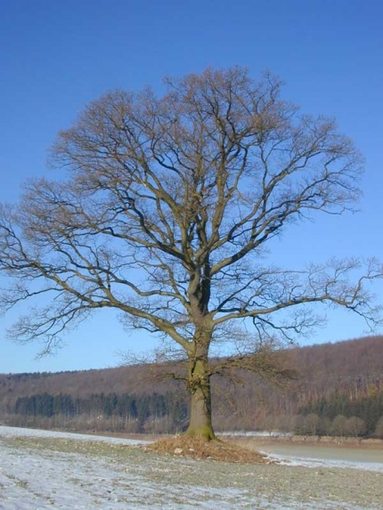 Bild 2 von 1 Eiche am Gossetalhang